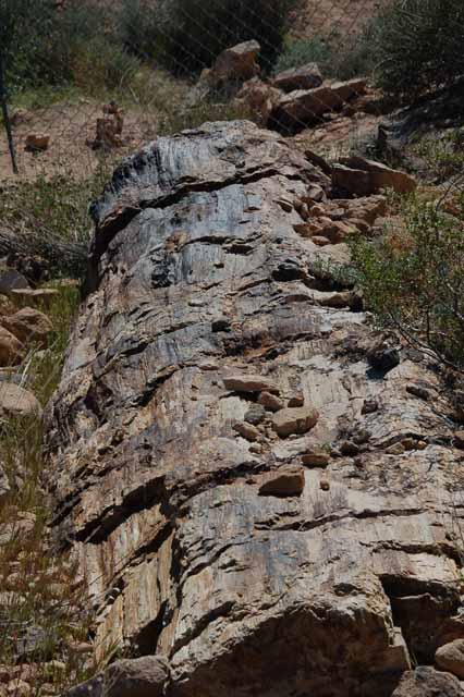 petrified logs